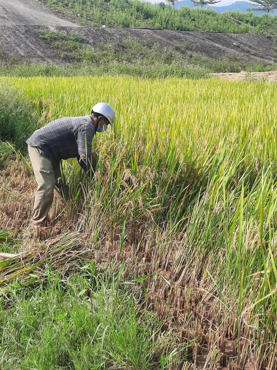 Đ/c Phạm Văn Niêm thực hiện gặt điểm lúa