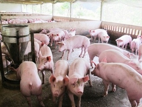 Chấm dứt hoạt động dự án Trang trại chăn nuôi lợn thịt sạch Thảo Nguyên Xanh tại xã Hành Thuận