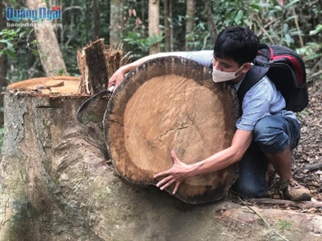Kiểm tra, xử lý thông tin về phá rừng phòng hộ tại huyện Sơn Tây