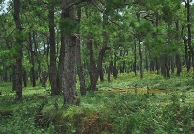 Phê duyệt phương án quản lý rừng bền vững đến năm 2030