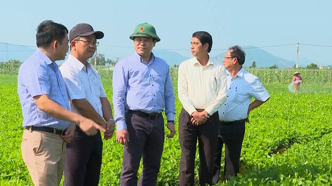 Phó Chủ tịch UBND tỉnh Trần Phước Hiền kiểm tra tình hình sản xuất vụ Đông Xuân trên địa bàn huyện Mộ Đức