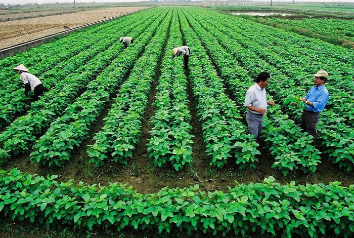Thực hiện Đề án “Hội Nông dân Việt Nam tham gia phát triển kinh tế tập thể trong nông nghiệp đến năm 2030” trên địa bàn tỉnh Quảng Ngãi