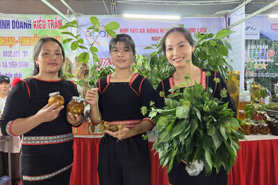 Sản phẩm Cây sâm Ngọc Linh
